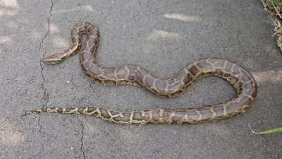 Trên đường đi làm về, người dân Quảng Trị bắt gặp động vật quý hiếm
