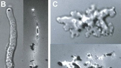 Khám phá sinh vật mới sống sót ở nhiệt độ khắc nghiệt