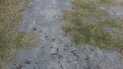 Nguyên nhân giun đất bò lên mặt đất rồi chết khô ở Quảng Trị