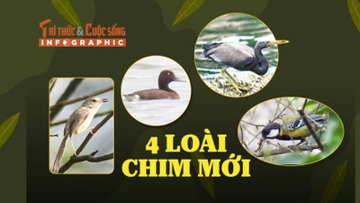 [INFOGRAPHIC] Phát hiện 4 loài chim mới ở Phong Nha - Kẻ Bàng