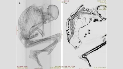 Khám phá xác ướp thợ mỏ ngọc lam cổ xưa ở Chile và bí ẩn về tai nạn