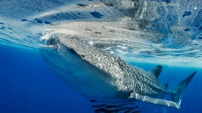 Lần đầu ghi nhận cá mập voi bơi từ quốc gia này sang quốc gia khác