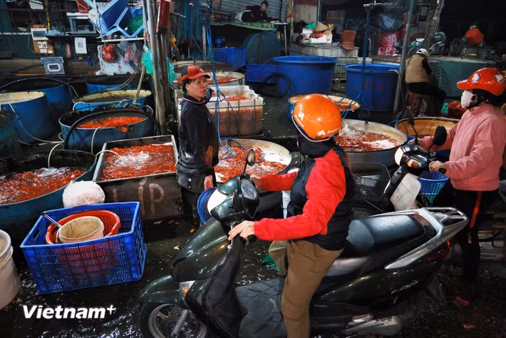 Theo ghi nhận của phóng viên Báo Điện tử VietnamPlus, từ đầu giờ sáng hàng trăm tiểu thương tại chợ cùng nhiều mối buôn đổ về chợ Yên Sở để buôn bán cá chép, phục vụ cho ngày Tết ông Công ông Táo. (Ảnh: Minh Hiếu/Vietnam+)