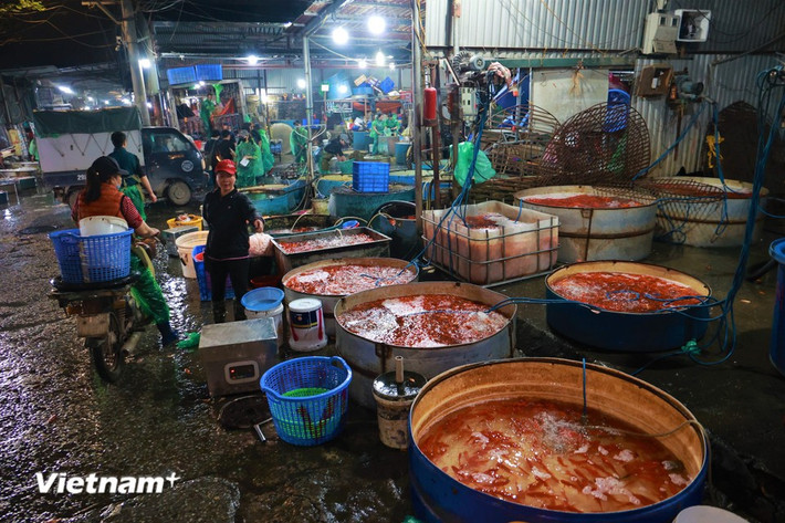 Trước thềm ngày 23 tháng Chạp, chợ cá lớn nhất miền Bắc tại làng Sở Thượng (Phường Hoàng Mai, Hà Nội) tưng bừng trong sắc đỏ của cá chép và xen lẫn tiếng trả giá vang vọng cả khu chợ. (Ảnh: Minh Hiếu/Vietnam+)