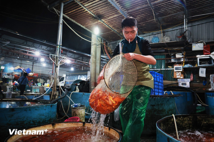 Theo khảo sát, giá cá chép vàng năm nay không có nhiều biến động so với năm ngoái. (Ảnh: Minh Hiếu/Vietnam+)