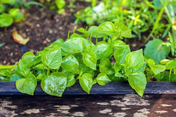 Một số địa phương miền núi phía Bắc đã bắt đầu trồng rau càng cua để bán ra thị trường. Tuy nhiên, nhiều người tiêu dùng vẫn ưu tiên rau mọc hoang vì cho rằng hương vị giòn, chua nhẹ và “đậm chất tự nhiên” hơn. Ảnh Suckhoevadoisong