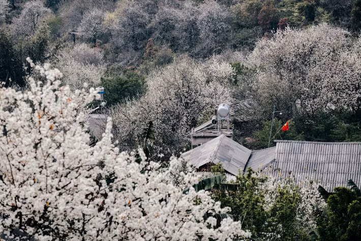 Nằm ở độ cao hơn 2.000m so với mực nước biển, Nậm Nghẹp được xem là một trong những bản làng cao nhất của Sơn La. Nhờ khí hậu mát mẻ quanh năm và địa hình đặc trưng vùng núi cao, nơi đây sở hữu những cánh rừng sơn tra rộng lớn, trở thành nét đặc trưng riêng của vùng đất Ngọc Chiến.