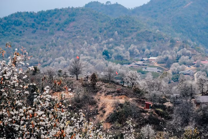 Những ngày đầu tháng 3, bản Nậm Nghẹp (xã Ngọc Chiến, tỉnh Sơn La) bước vào mùa đẹp nhất trong năm khi hoa sơn tra đồng loạt bung nở. Sắc trắng tinh khôi phủ kín các sườn núi, len lỏi qua từng nếp nhà của đồng bào Mông, tạo nên khung cảnh vừa hùng vĩ vừa thơ mộng giữa đại ngàn Tây Bắc.