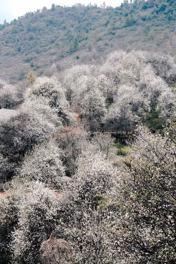 Hoa sơn tra mang vẻ đẹp giản dị nhưng cuốn hút. Mỗi bông hoa có từ bốn đến năm cánh mỏng, màu trắng tinh khôi, ở giữa là nhụy vàng nổi bật. Khi nở rộ, hoa mọc thành từng chùm dày đặc, phủ kín các cành cây. Dưới ánh nắng nhẹ của vùng cao hay trong làn sương sớm bảng lảng, sắc hoa càng trở nên mềm mại và thanh khiết.
