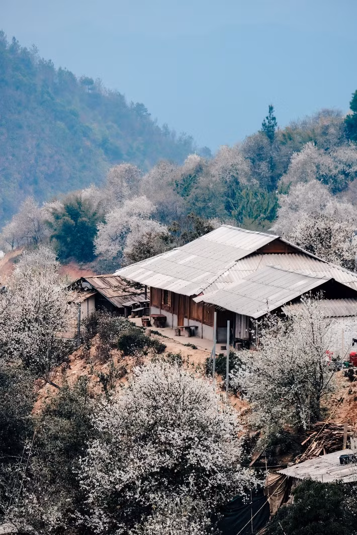 Mỗi năm, khi bước sang cuối tháng 2, những cây sơn tra cổ thụ bắt đầu trổ hoa. Chỉ sau ít ngày, cả khu vực như được phủ một lớp áo trắng muốt. Theo người dân địa phương, riêng bản Nậm Nghẹp hiện có hơn 1.200 ha cây sơn tra, được xem là vùng trồng lớn bậc nhất của loài cây đặc trưng Tây Bắc.