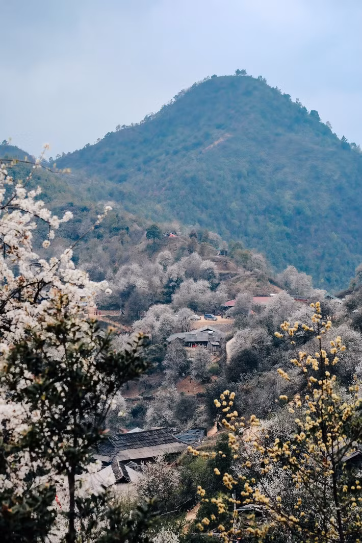 Dưới những tán cây đang vào mùa nở rộ, du khách thường dừng chân chụp ảnh, ngắm nhìn cảnh sắc thiên nhiên và trải nghiệm cuộc sống bình dị của người dân bản địa. Không ít người ví nơi đây như một “miền cổ tích” giữa đại ngàn khi cả bản làng chìm trong sắc trắng tinh khôi của hoa sơn tra.