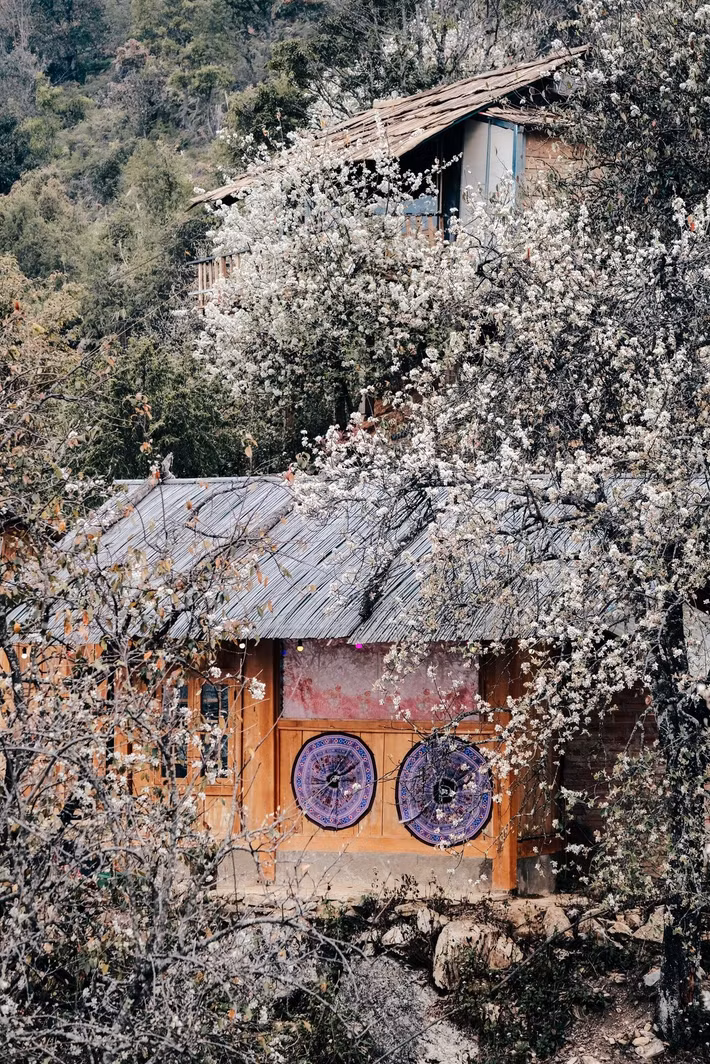 Trên các triền núi, những tán cây sơn tra bung nở đồng loạt tạo nên khung cảnh đẹp mắt. Từ xa nhìn lại, từng cụm cây phủ kín hoa trắng nổi bật giữa màu xanh thẫm của núi rừng, khiến cả không gian như được bao phủ bởi những “đám mây” bồng bềnh.