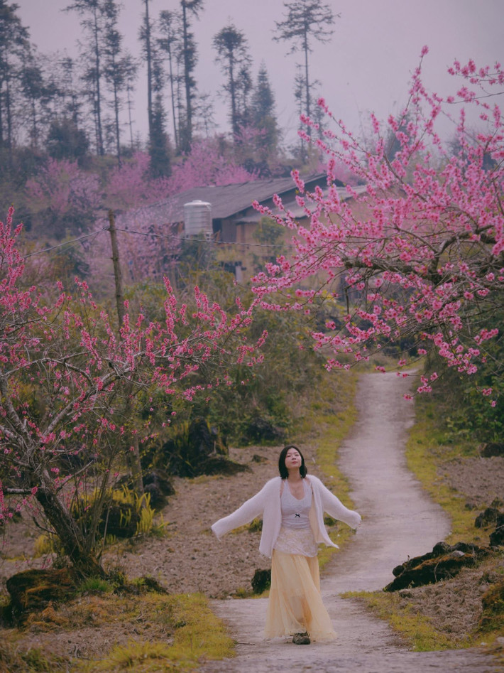 Dọc theo những con đường nhỏ uốn lượn quanh sườn núi, từng cây đào cổ thụ bung nở sắc hồng dịu dàng. Trong làn sương mỏng buổi sớm, sắc hoa hòa cùng màu xanh của núi rừng và những lớp núi trập trùng phía xa tạo nên khung cảnh nên thơ hiếm có.