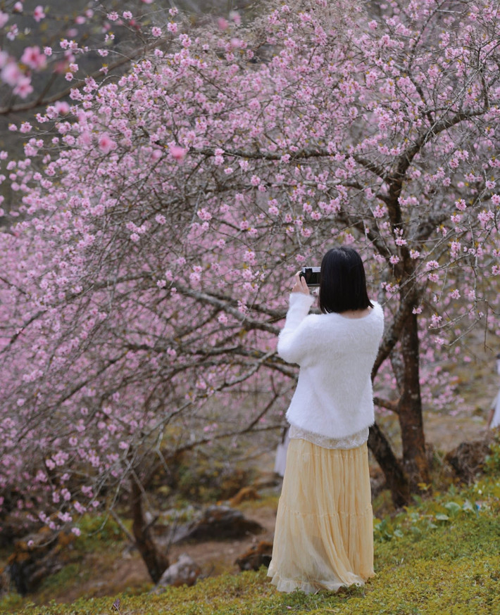 Những năm gần đây, Tùng Vài trở thành điểm đến được nhiều du khách và nhiếp ảnh gia tìm đến mỗi dịp đầu xuân. Dạo bước dưới những tán đào nở rộ, chụp ảnh giữa thung lũng hoa hay đơn giản là tận hưởng bầu không khí trong lành của núi rừng mang lại cảm giác thư thái hiếm có.