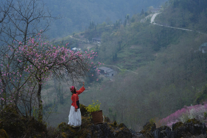 Ở độ cao khoảng 1.800 m so với mực nước biển, khí hậu Tùng Vài quanh năm mát mẻ, mùa đông thường kéo dài hơn so với nhiều khu vực khác. Chính điều kiện khí hậu đặc trưng này khiến hoa đào tại Tùng Vài nở muộn, thường kéo dài sang cuối tháng 2 và đầu tháng 3. Đây cũng là thời điểm nhiều du khách tìm đến vùng biên để “săn” hoa, khi mùa đào ở nhiều nơi khác đã dần tàn.