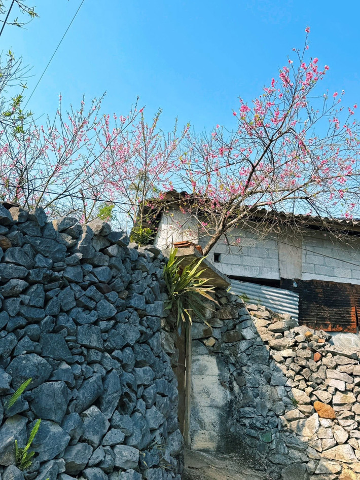 Hiện nay, Tùng Vài thường được đưa vào các hành trình khám phá vùng núi Đông Bắc hoặc tuyến du lịch Tuyên Quang. Một số doanh nghiệp lữ hành tổ chức tour từ Hà Nội kết hợp tham quan các điểm đến nổi tiếng trong khu vực.