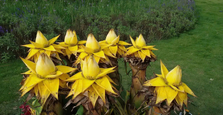 Đáng chú ý, hoa của cây có thể giữ được độ bền trong nhiều tháng liền, không nhanh tàn, phù hợp để trưng bày lâu dài. Ảnh Baodanviet