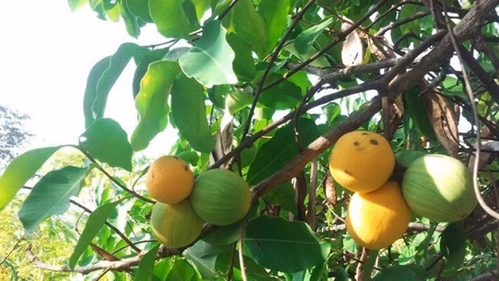 Những năm gần đây, quả gùi một loại trái cây mọc hoang dã ở các khu rừng miền Tây như An Giang, Tây Ninh và một số vùng Tây Nguyên bất ngờ “gây sốt” trên thị trường nhờ hương vị lạ miệng. Ảnh Internet