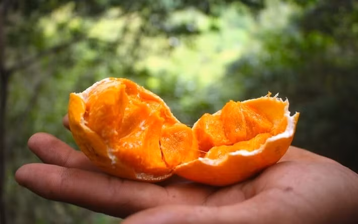 Chính sự khan hiếm theo mùa cùng quá trình thu hái vất vả khiến nguồn cung quả gùi trên thị trường khá hạn chế. Ảnh BHX