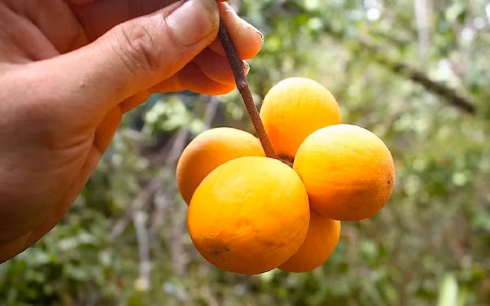 Trước kia, loại quả này hầu như không được chú ý, chủ yếu được người dân đi rừng nhặt ăn giải khát. Tuy nhiên, khi được nhiều du khách biết đến, quả gùi dần trở thành sản vật được săn lùng bởi vị chua ngọt hài hòa, được ví như măng cụt nhưng có kết cấu mềm dẻo đặc trưng. Ảnh BHX