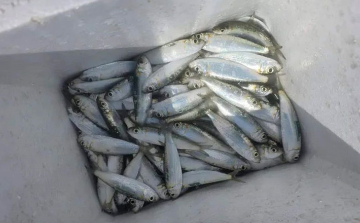 Đây cũng là nhóm sản phẩm có tiềm năng mở rộng sang thị trường quốc tế nơi nhu cầu với thực phẩm giàu omega-3 ngày càng cao. Ảnh Đức Thảo