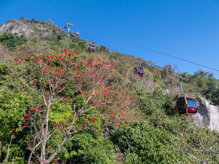 Hoa vông nem là loài cây thường mọc ở những khu vực khô ráo, nhiều đá. Khi bước vào mùa nở hoa, cây gần như rụng hết lá, chỉ còn lại những cành khẳng khiu mang theo các chùm hoa đỏ tươi.