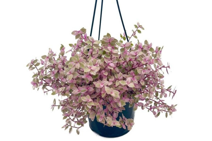 Thài lài hồng được biết đến trên thế giới với tên gọi “oil painting plant” (cây tranh sơn dầu). Giống phổ biến hiện nay có tên khoa học Tradescantia cerinthoides 'Nanouk', thuộc họ thài lài (Commelinaceae). Ảnh trucvufarm