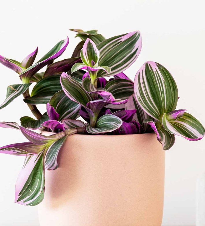 Nhờ vẻ ngoài đặc biệt này, thài lài hồng thường được dùng để tạo điểm nhấn trang trí trong không gian sống.Ảnh beardsanddaisies