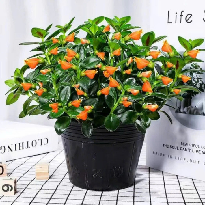 Cây có dạng thân rủ mềm mại, lá nhỏ, dày và bóng, rất phù hợp để treo ban công, đặt cạnh cửa sổ hoặc trang trí bàn làm việc. Ảnh Baodanviet