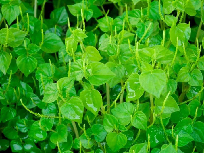 Điểm hấp dẫn của rau càng cua nằm ở vị thanh mát, hơi chua nhẹ, rất dễ kết hợp trong nhiều món ăn. Chỉ cần rửa sạch, rau có thể ăn sống hoặc làm salad. Phổ biến nhất là món gỏi rau càng cua trộn thịt bò sự kết hợp giữa vị mềm ngọt của thịt, độ giòn mát của rau và chút béo bùi từ lạc rang. Ngoài ra, rau còn được dùng làm đồ ăn kèm với các món chiên, nướng như bánh xèo, giúp giảm độ ngấy hiệu quả. Ảnh Internet