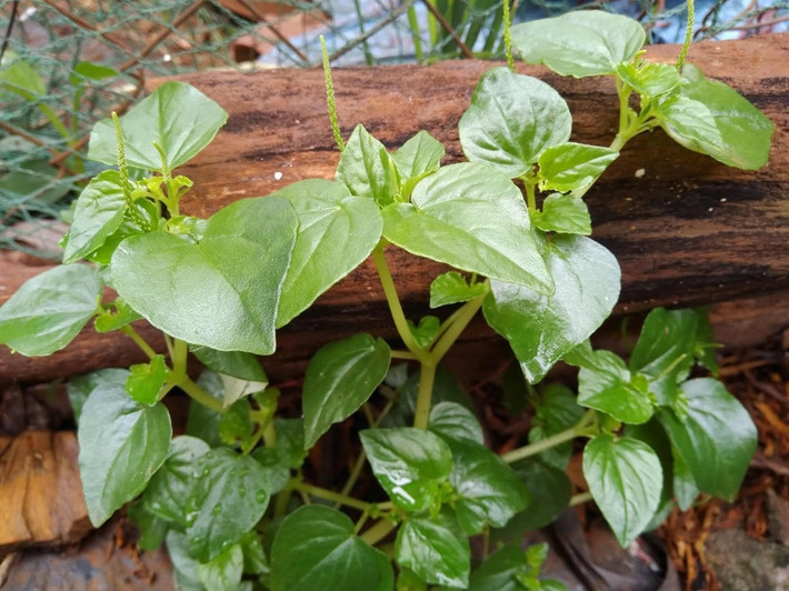 Đáng chú ý, dù giá cao gấp nhiều lần so với trước, loại rau này vẫn thường xuyên rơi vào tình trạng khan hàng. Nguyên nhân là nguồn cung chủ yếu vẫn phụ thuộc vào tự nhiên, trong khi nhu cầu tiêu thụ tại thành phố ngày càng tăng. Ảnh ĐMX