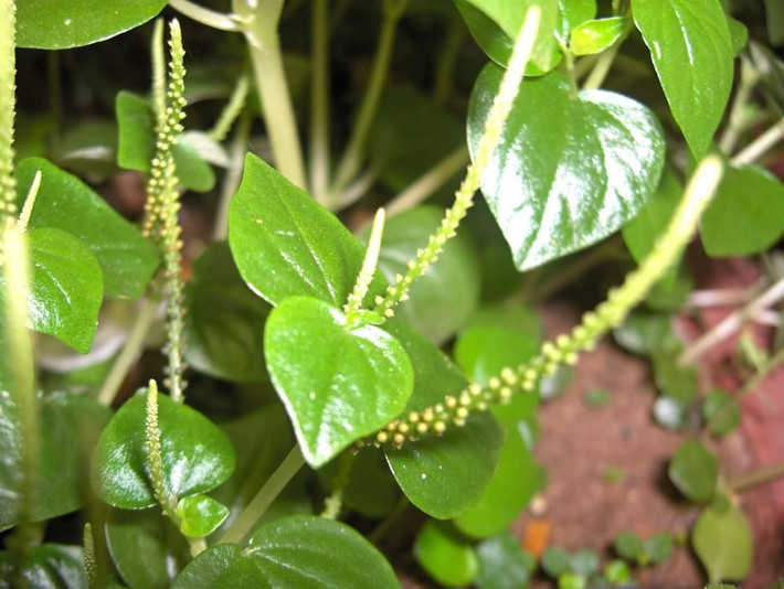 Không khó để bắt gặp rau càng cua ở những nơi ẩm thấp như ven ao, bờ ruộng hay dưới tán cây râm mát. Loài cây thân mềm, lá mọng nước này vốn sinh trưởng tự nhiên, ít cần chăm sóc nên từ lâu chỉ được người dân hái về ăn trong những bữa cơm gia đình. Ảnh Internet