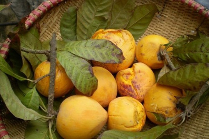 Ở nước ngoài, lê ki ma được biết đến với tên gọi lucuma và thường được chế biến thành bột dùng trong sinh tố, bánh hoặc thực phẩm bổ sung dinh dưỡng. Ảnh Internet