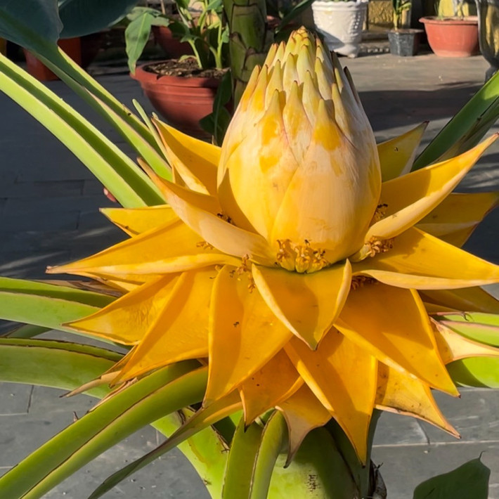 Dù có thể chịu lạnh nhẹ, nhưng vào mùa đông, cây nên được đặt ở nơi có nhiều ánh sáng để phát triển ổn định. Với kích thước không quá lớn và hình dáng bắt mắt, cây thích hợp trồng chậu để trang trí phòng khách, ban công hoặc sân vườn. Ảnh Internet