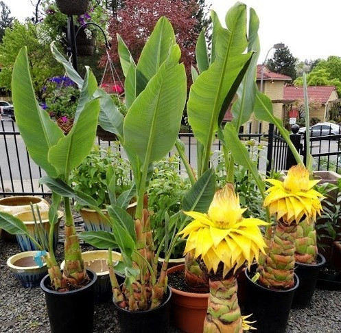 Trong những năm gần đây, loài cây này dần trở thành lựa chọn phổ biến trong phân khúc cây cảnh phong thủy, bên cạnh các loại cây tài lộc quen thuộc. Ảnh trucvufarm