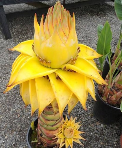 Thị trường chuối sen vàng hiện khá sôi động với mức giá đa dạng, phụ thuộc vào kích thước, độ tuổi và tình trạng sinh trưởng của cây. Theo khảo sát, cây giống nhỏ được bán từ khoảng 40.000 – 160.000 đồng/cây, trong khi các cây giống phổ biến tại nhà vườn dao động từ 150.000 – 300.000 đồng/cây. Đối với những chậu cây lớn, đặc biệt là cây đã ra hoa và có dáng đẹp, giá có thể lên tới 500.000 – 1.000.000 đồng/chậu, thậm chí cao hơn. Ảnh Internet