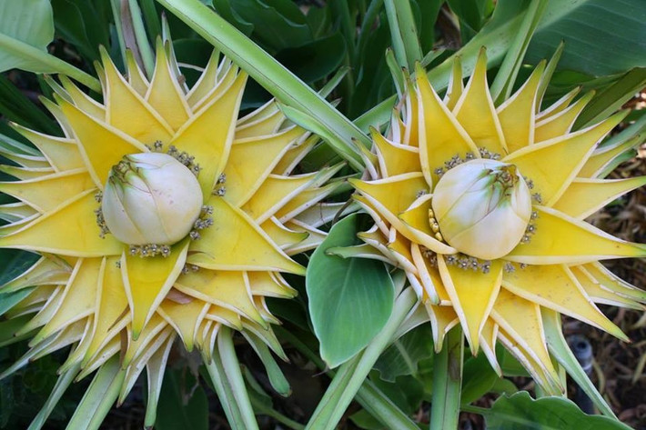 Chính hình dáng độc đáo này khiến chuối sen vàng trở thành “hiện tượng” trong giới chơi cây cảnh. Sắc vàng nổi bật không chỉ tạo điểm nhấn cho không gian mà còn mang lại cảm giác ấm áp, tươi mới. Ảnh Cayxanhhoanggia