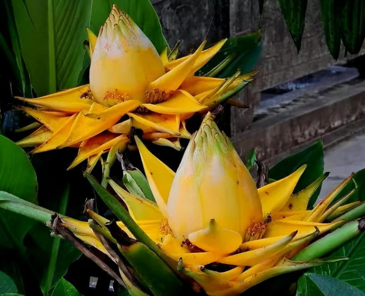 Không chỉ dừng lại ở giá trị thẩm mỹ, chuối sen vàng còn được đánh giá cao về ý nghĩa phong thủy. Màu vàng vốn tượng trưng cho tài lộc, thịnh vượng, trong khi hình dáng hoa cân đối, bền lâu lại gắn với sự viên mãn, tròn đầy. Ảnh Huongsac