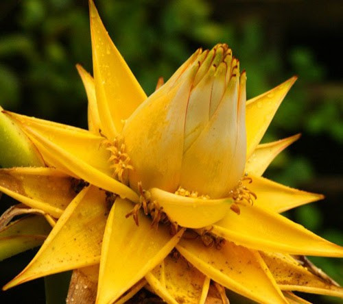 Chính vì vậy, nhiều gia đình lựa chọn đặt một chậu chuối sen vàng trong phòng khách, đặc biệt vào dịp đầu năm, với mong muốn thu hút may mắn, công việc hanh thông và cuộc sống đủ đầy. Ảnh CaygiongSaigon