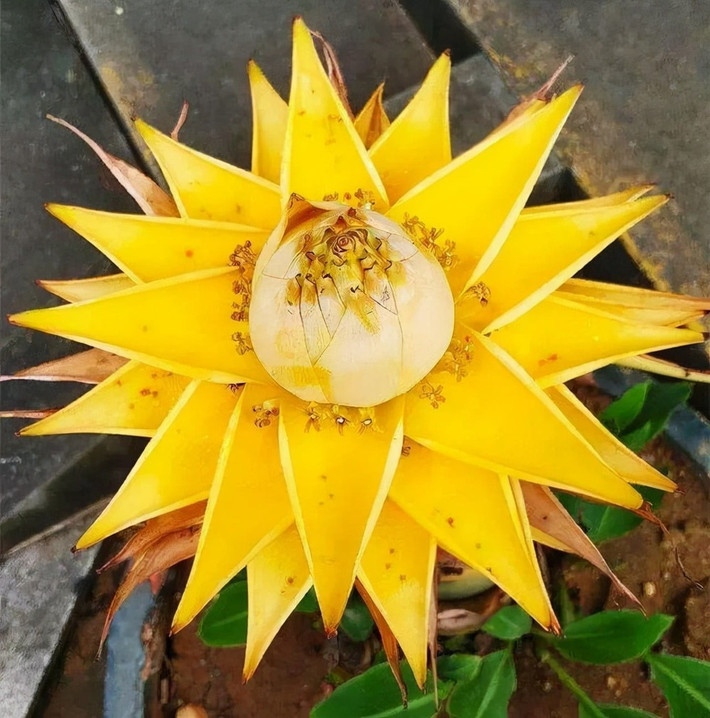 Không chỉ mang lại giá trị thẩm mỹ, chuối sen vàng còn được xem là “điểm nhấn phong thủy” giúp không gian sống thêm sinh động và giàu năng lượng tích cực. Ảnh Internet