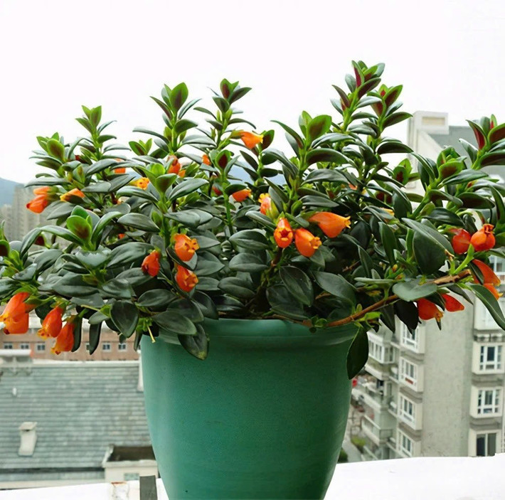 Trên thị trường cây cảnh thời gian gần đây, một loài cây có tên gọi dân dã là “cây cá vàng” đang thu hút sự chú ý đặc biệt. Loài cây này có tên khoa học Nematanthus gregarius, xuất xứ từ khu vực rừng nhiệt đới Nam Mỹ. Ảnh caytuoinguyen