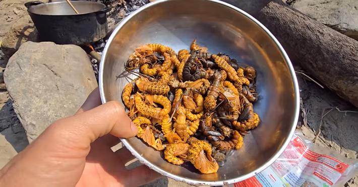 Không phải con ve nào cũng có thể trở thành món ăn. Người dân địa phương chỉ chọn ve sầu non vừa lột xác khi lớp vỏ còn mềm, thân béo và giữ được độ ngọt tự nhiên. Ảnh BaoVietnamnet