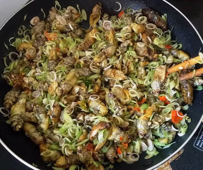 Ve sầu chỉ xuất hiện theo mùa, lại khó thu hoạch số lượng lớn, nên để mua được, khách thường phải đặt trước nhiều ngày. Ảnh K.L