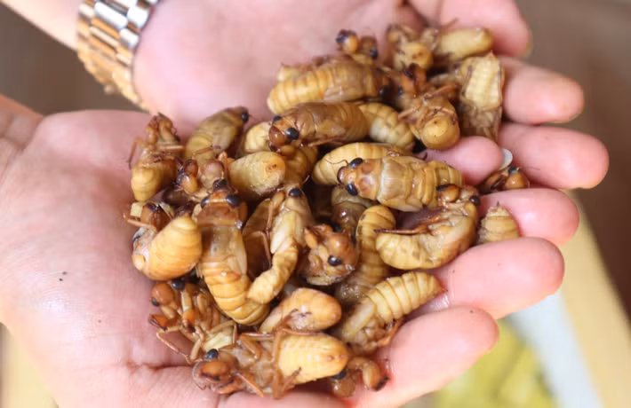 Ve sầu có thân hình đặc trưng với đầu to, đôi cánh mỏng trong suốt. Âm thanh đặc biệt của chúng được tạo ra nhờ cơ chế rung màng mỏng ở lồng ngực, kết hợp với khoang bụng rỗng giúp khuếch đại âm thanh tạo nên “bản hòa âm” vang xa khắp không gian mùa hè. Ảnh Internet