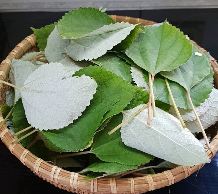 Gắn với những món bánh truyền thống như bánh gai, bánh ít lá gai, lá gai từ lâu đã góp phần tạo nên hương vị đặc trưng khó lẫn. Tuy nhiên, ít ai biết rằng loại lá này từng mọc hoang khắp nơi, không được chú ý và gần như không có giá trị kinh tế. Ảnh Internet