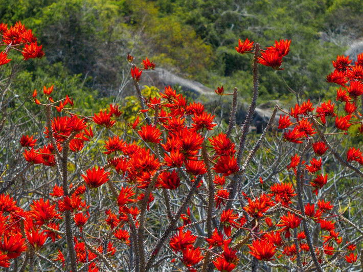 Mỗi bông hoa có cánh dày, xếp thành từng lớp, hình dáng giống như những chiếc móng rồng nhỏ. Nhờ màu sắc rực rỡ, hoa vông nem dễ dàng nổi bật giữa khung cảnh núi rừng.