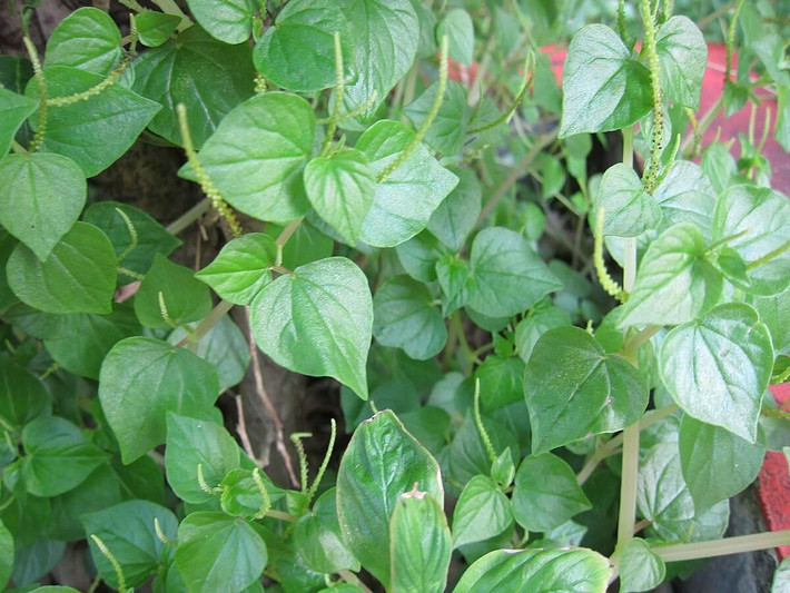 Thế nhưng, khi xu hướng ẩm thực xanh và thực phẩm tự nhiên ngày càng được ưa chuộng, rau càng cua bất ngờ được “nâng tầm”. Từ món ăn quê mùa, nó dần xuất hiện trong thực đơn nhà hàng, quán ăn tại các đô thị lớn. Ảnh Pharmacity