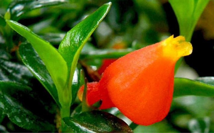 Chính vì vậy, một chậu cây với những “chú cá” nở rực rỡ được xem như biểu trưng cho sự hanh thông, thu hút vận may. Màu cam đỏ của hoa cũng góp phần tạo cảm giác ấm áp, tích cực cho không gian sống. Ảnh BHX