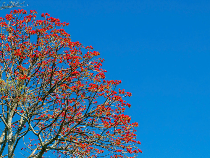 Mùa hoa vông nem nở cũng trùng với giai đoạn xuất hiện nhiều hiện tượng mây đặc biệt trên đỉnh núi Bà Đen. Vào sáng sớm hoặc sau những ngày thời tiết thuận lợi, du khách có thể bắt gặp biển mây, mây vảy rồng hoặc mũ mây bao quanh khu vực đỉnh núi.