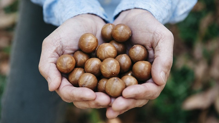 Khâu chế biến cũng góp phần đẩy giá thành lên cao. Hạt mắc ca có lớp vỏ rất cứng, cần thiết bị chuyên dụng để tách. Quá trình từ thu hoạch, sấy khô đến bảo quản đều đòi hỏi kiểm soát nghiêm ngặt, nếu sai lệch về độ ẩm có thể làm giảm chất lượng hoặc hỏng sản phẩm. Ảnh Nhathuocankhang